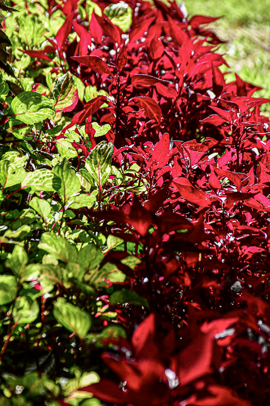 09 05 India-2-2575