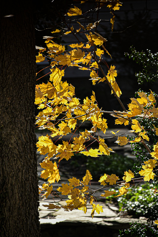 2024 11 28 Fall maple foliage 0274