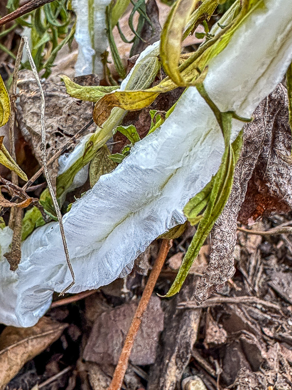 2024 12 04 Ice coming from flower stems i2070