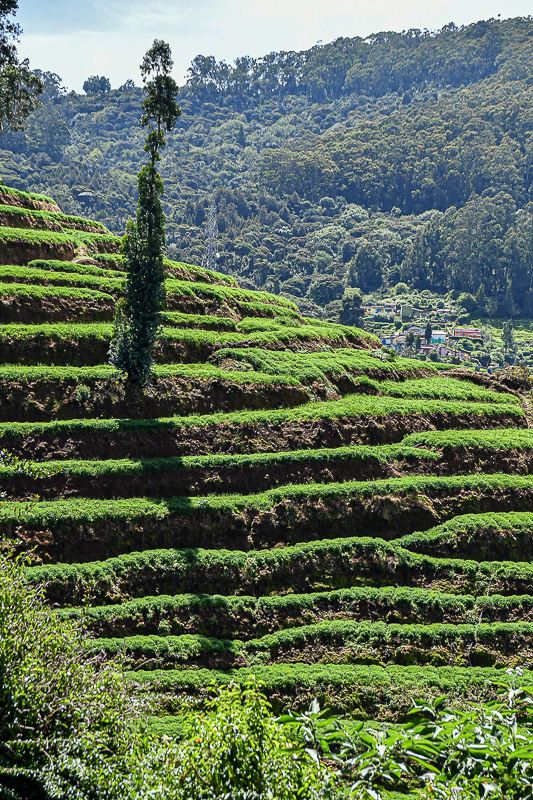 09 05 Agricultural terraces India-2-2604