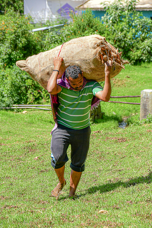 09 05 Worker carrying carrots India-2-2605