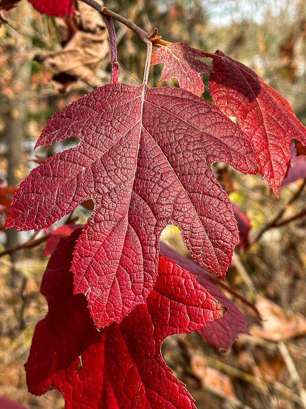 2024 12 13 Oakleaf hydrangea i2175