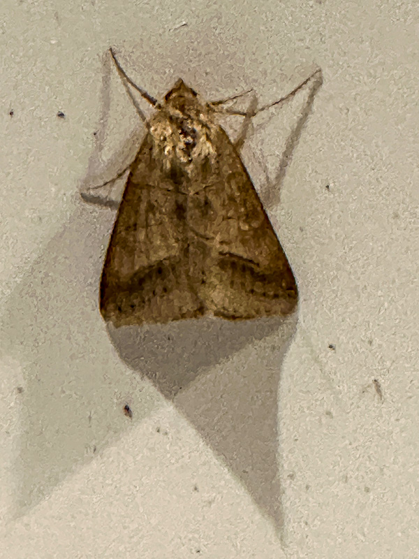 2024 12 17 Mocis sp. 2215