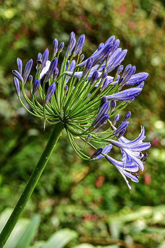 09 05 Agapanthus - India-2-2612