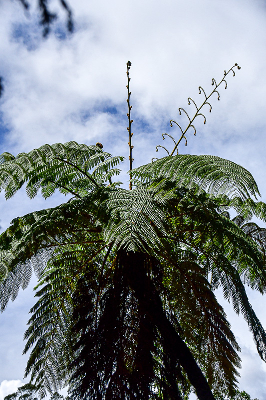09 05 Tree fern - India-2-2622