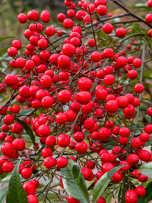 2024 12 13 Nandina 2174