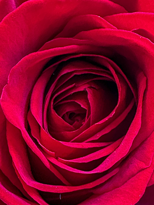 12 22 A rose i2251
