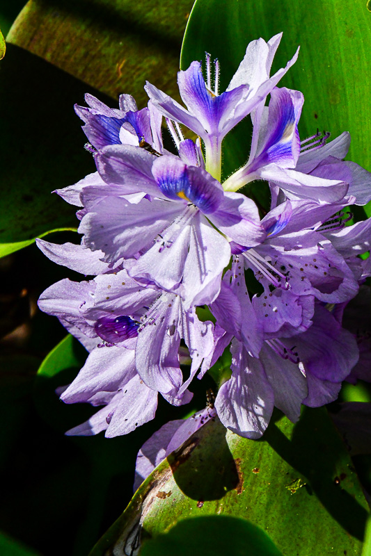 0826 Water hyacinth 4681