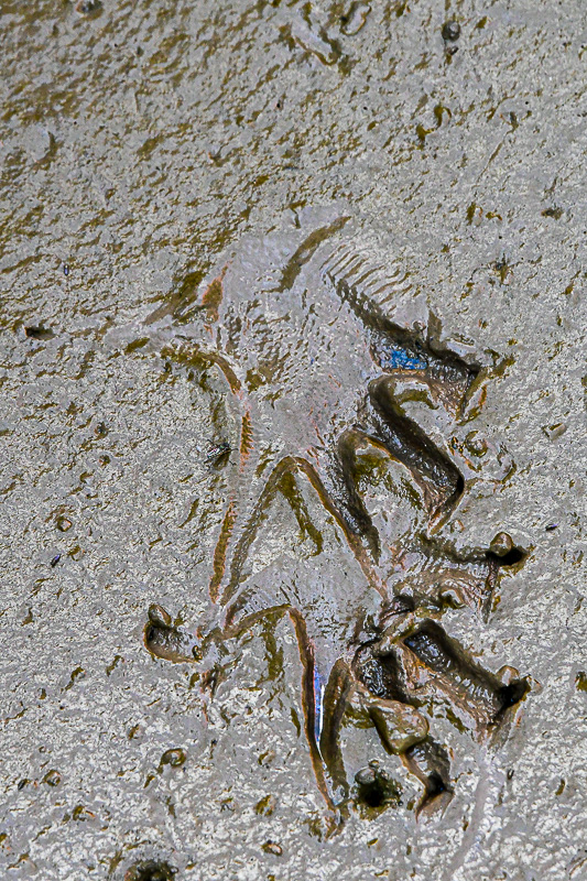 08 26 Mud tracks 4693