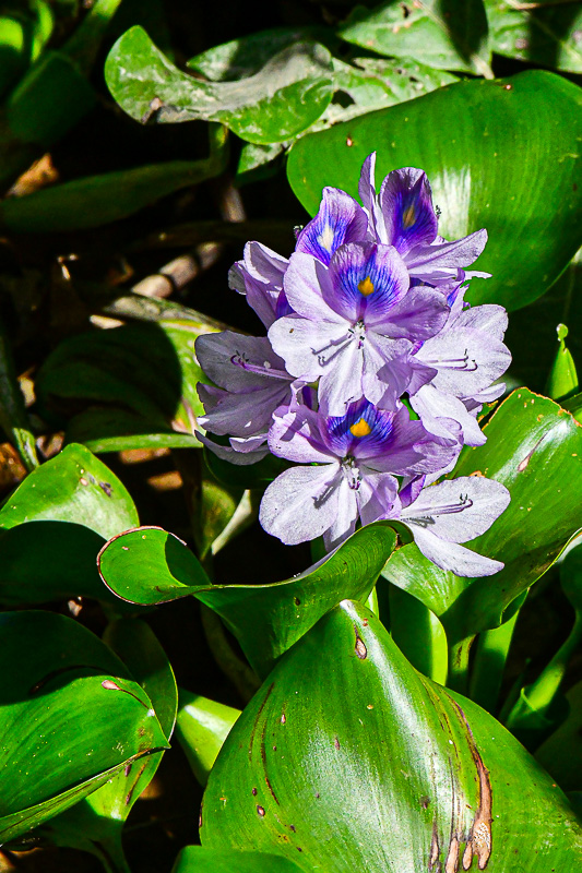 08 26 Water hyacinth 4696
