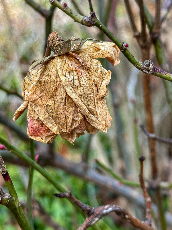 2024 12 27 Winter's rose i2346