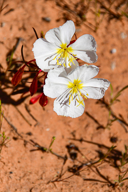 05 03 A Primrose Utah19-2-1418