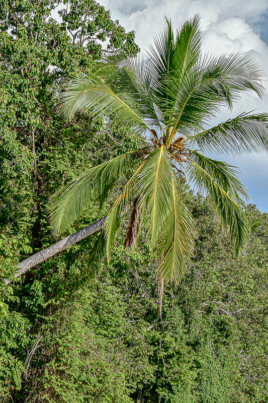 08 26 Palm growing out over the Kinabatangan River4715