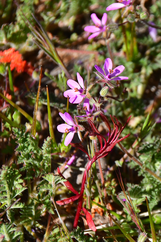 05 03 Stork's-bill Utah19-2-1419