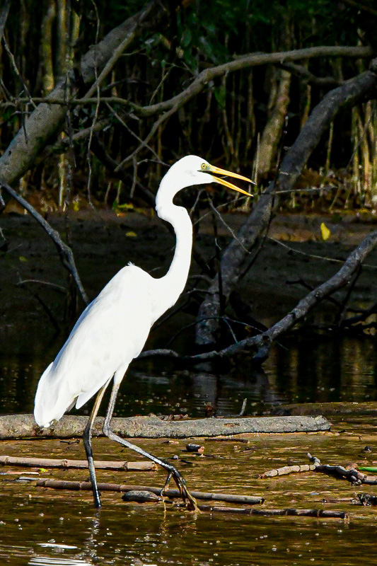 08 26 Egret 4737
