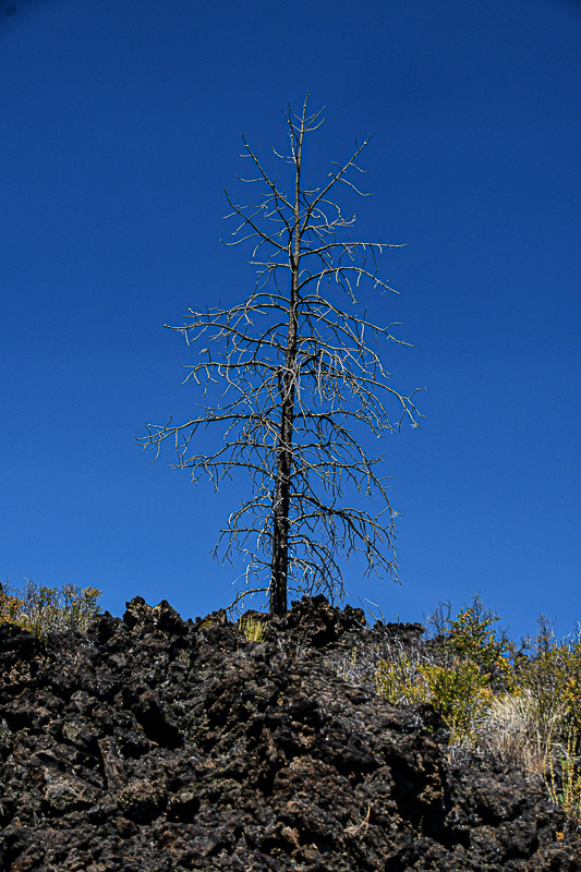 07 19 Dead pine in old lava flow 7912