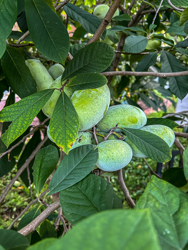 09 01 Paw paws planted by the city i0113