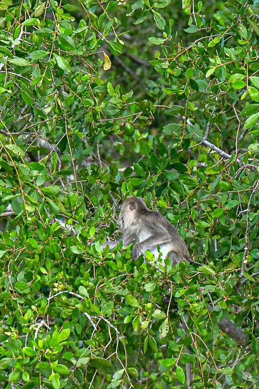 08 26 Unk monkey from the Kinabatangan River 4759