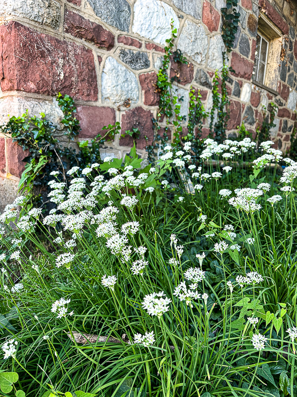 09 02 Alliums i0217