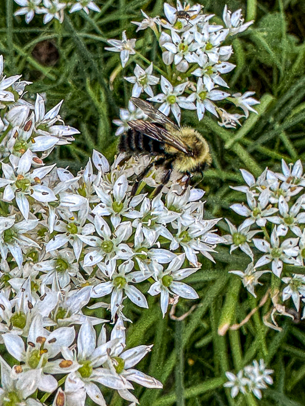09 02 Bumble bee on allium i0240
