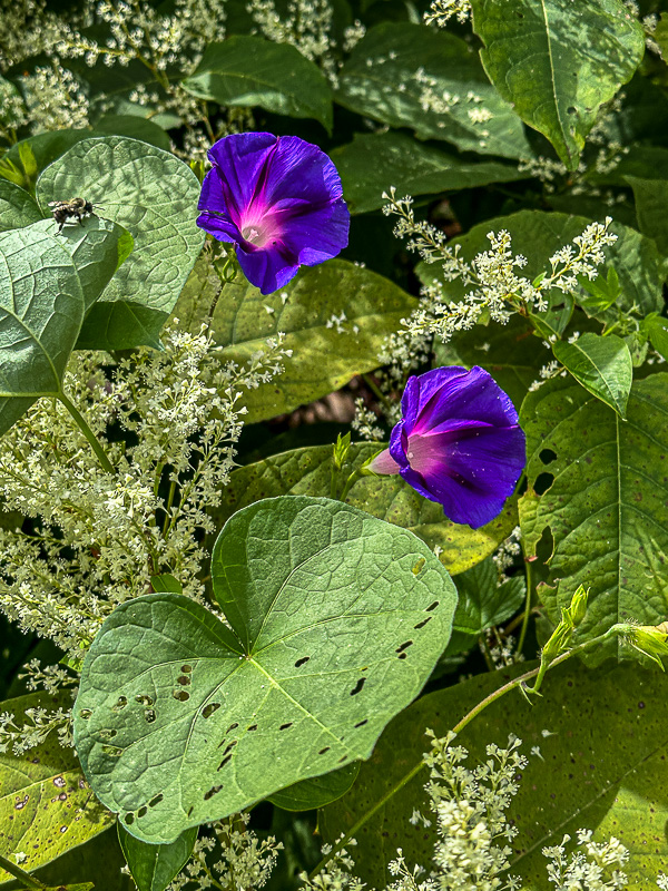 09 02 Morning glories and Japanese knotweed i0117