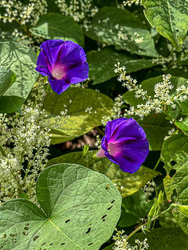 09 02 Morning glories and Japanese knotweed i0119