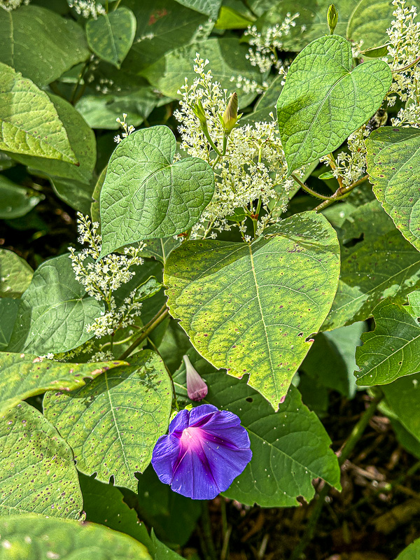 09 02 Japanese knotweed and morning glory i0120