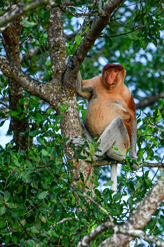 08 02 Proboscis monkey 4824