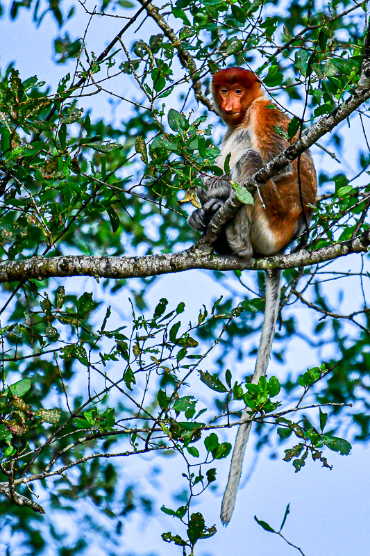 08 02 Proboscis monkey 4830