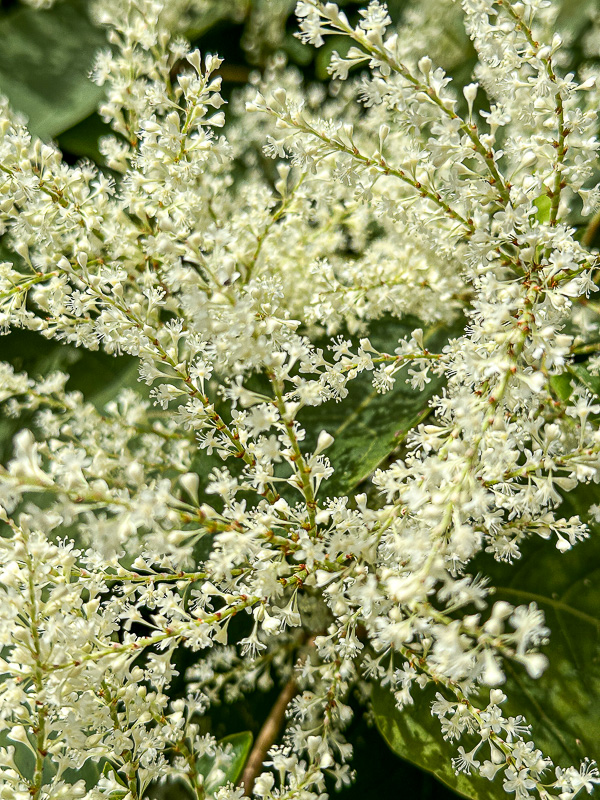09 02 Japanese knotweed flowers i0121