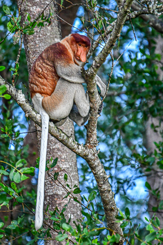 08 02 Proboscis monkey 4847
