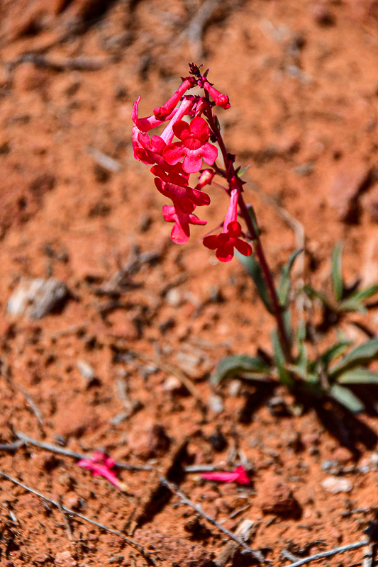 05 03 Utah penstemon Utah19-2-1485