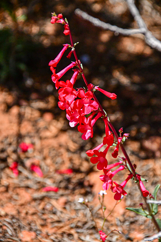 05 03 Utah penstemon Utah19-2-1486