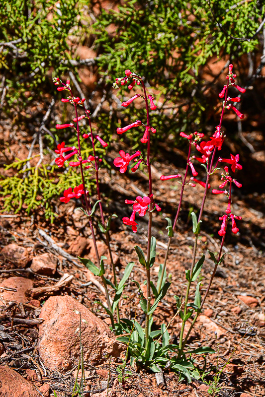 05 03 Utah penstemon Utah19-2-1490