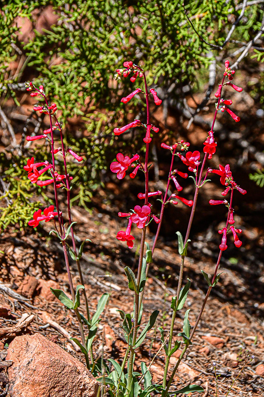 05 03 Utah penstemon Utah19-2-1492