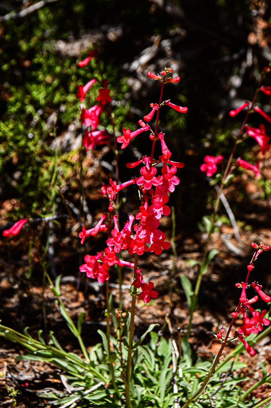 05 03 Utah penstemon Utah19-2-1495