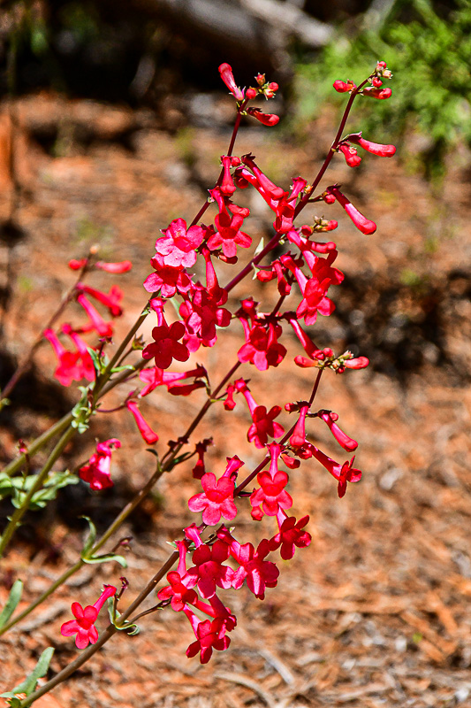 05 03 Utah penstemon Utah19-2-1496
