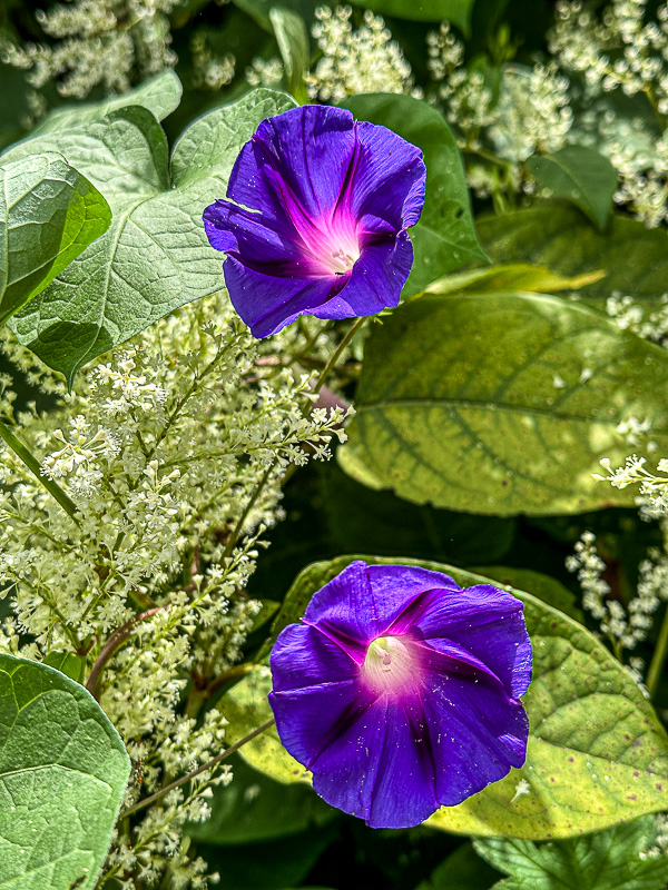 09 02 Morning glories and Japanese knotweed i0123