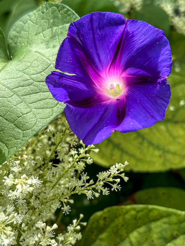09 02 Morning glory and Japanese knotweed i0124