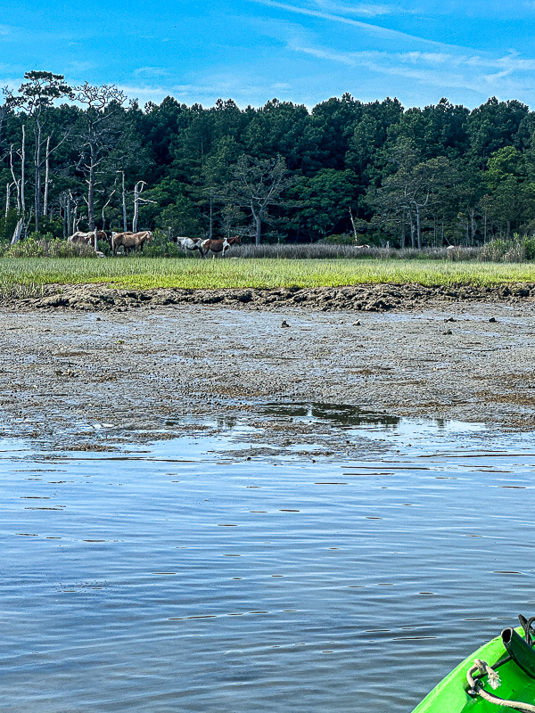 2024 06 16 Ponies on Assateague Island, VA i6048