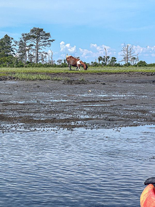 2024 06 16 Pony on Assateague Island, VA i6075