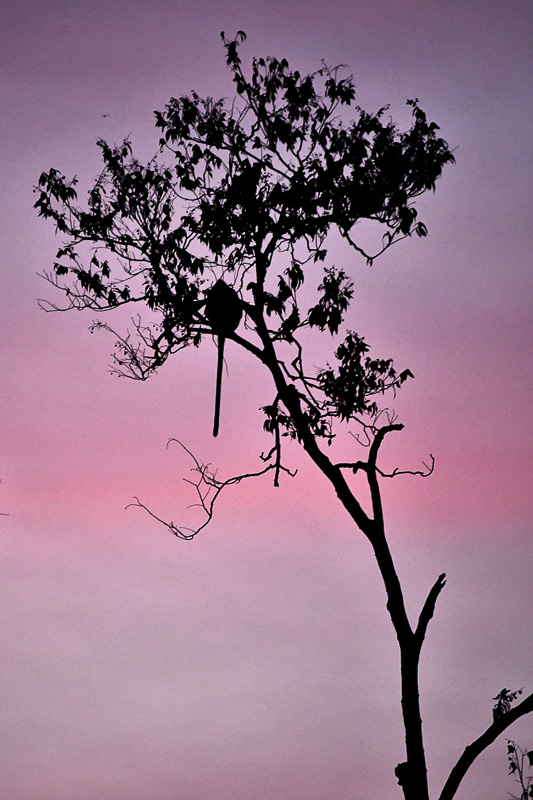08 26 Monkey at sunset 4863