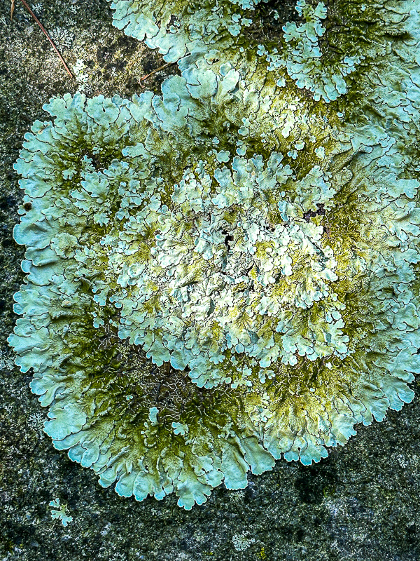09 02 Lichens i0198