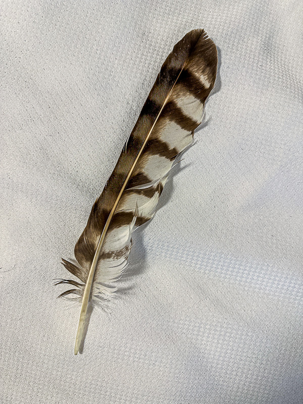 06 16 TBD feather i6081