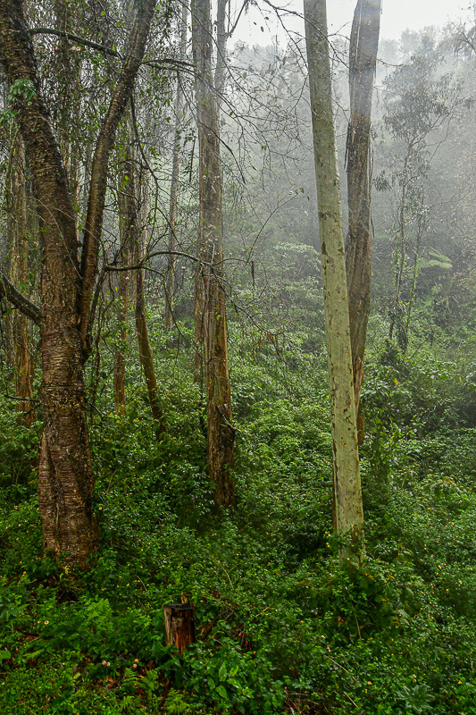09 05 Misty jungle along the route India-2-2779