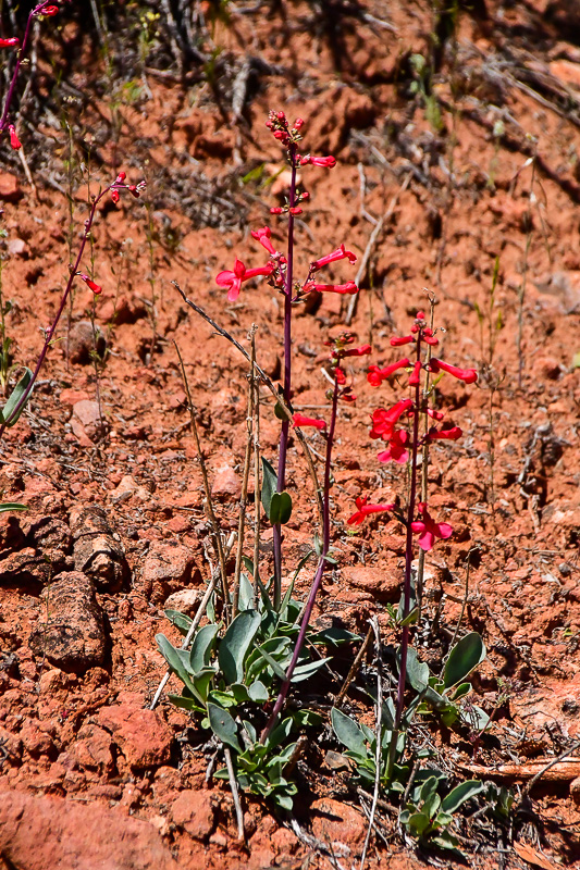 05 03 Utah penstemon Utah19-2-1505