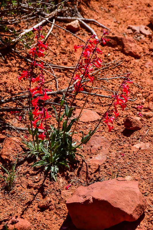 05 03 Utah penstemon Utah19-2-1508