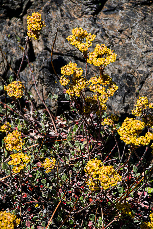 07 19 Sulphur buckwheat in the lava TBD 7950