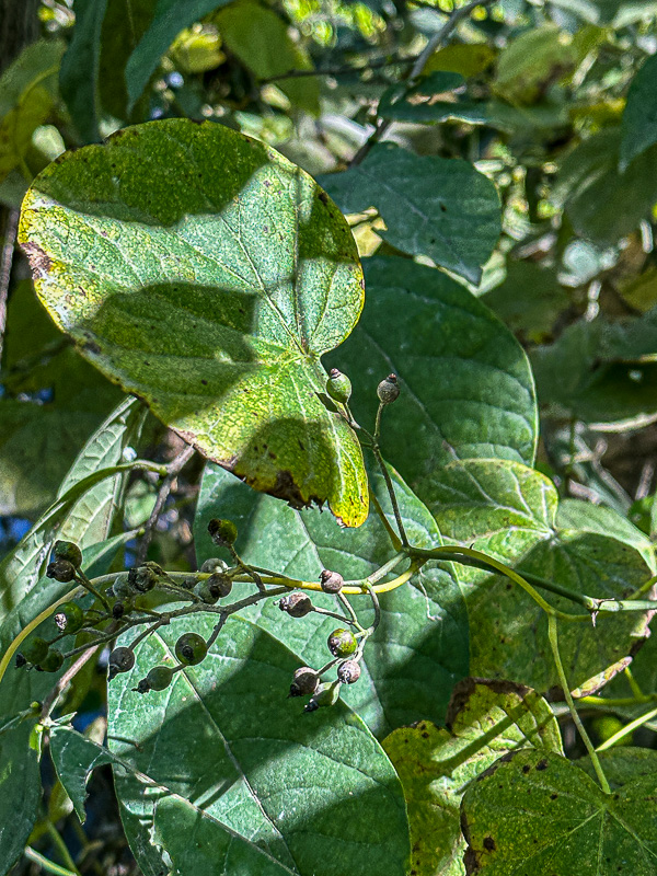 09 02 TBD 0132