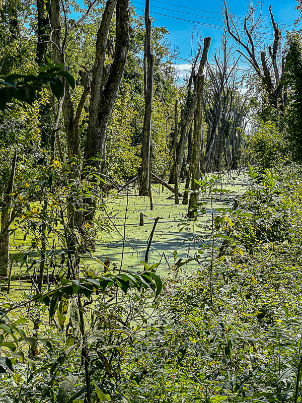 09 02 C&O Canal at Brunswick, MD 0136